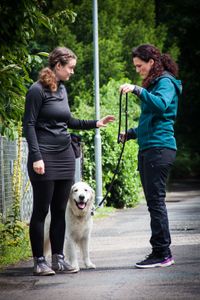 Evolve Hundetraining Potsdam